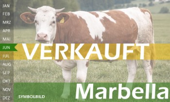 tr�chtige Fleckvieh Kalbin zu verkaufen, beweidet und ruhig